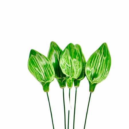 Tulip leaf