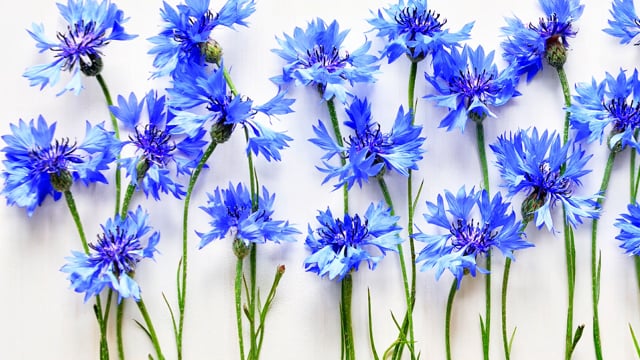 Blue Cornflower Phone Case